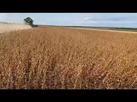 Видео: Попередники для сої. Спостереження. Висновки