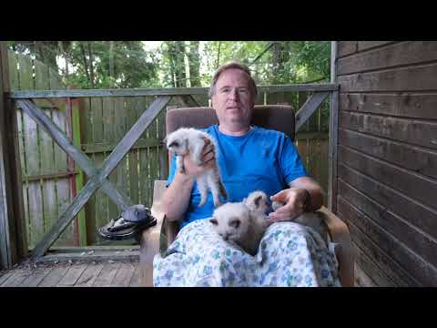 Видео: Рассказываю о наших кошках и котятах. Июнь 2024. Подписывайтесь на наш телеграм канал!