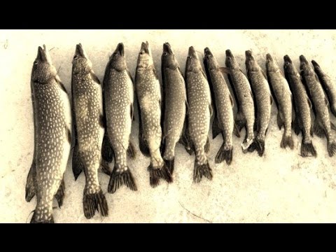 Видео: Жерлицы. Ловля щуки на жерлицы. Весенний лёд. Мото рыбалка. Зимняя рыбалка. Щука.