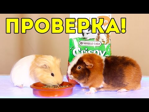 Видео: ЭКСПЕРИМЕНТ: Проверяем Корм Versele-Laga Crispy Muesli на красители