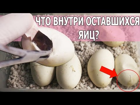 Видео: ВСКРЫВАЕМ ШЕСТЬ ЯИЦ С КОБРАМИ ВНУТРИ. Разведение Naja annulifera