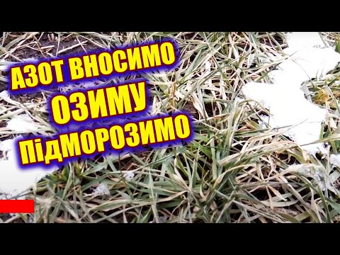 Видео: МОРОЗ ПО ПШЕНИЦІ ПІСЛЯ КАСУ (СЕЛІТРА) НАРОБИВ БІДИ, БЕРЕМ В РУКИ АКМ АНТІСТРЕС