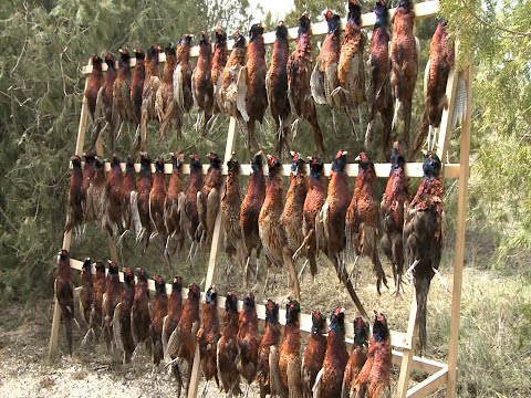 Видео: Охота на фазана.(Фильм третий) . Pheasant hunting. (The third film).