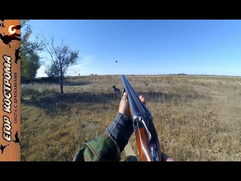 Видео: Охота на фазана. Еще одно удачное открытие сезона.