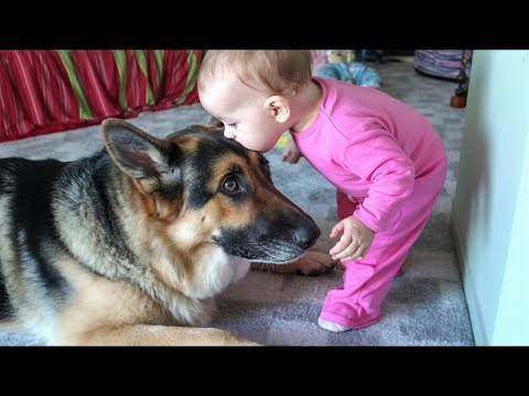 Видео: Огромная 150-фунтовая собака и маленький ребенок создают самую невероятную связь в истории