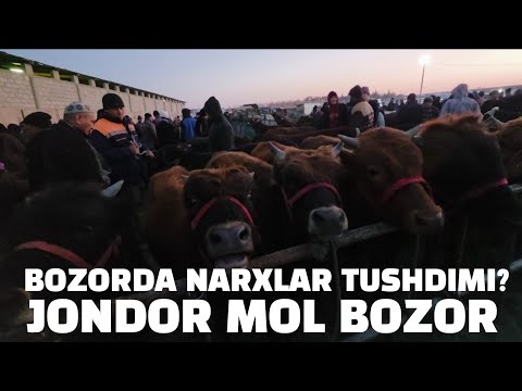 Видео: БУХОРО ЖОНДОР МОЛ БОЗОР 09.11.2025.ЁШ БУКАЧА ГУНОЖИН НАРХЛАР