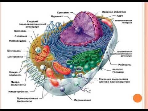 Видео: 8 класс биология Зат алмашуу Сатыбалдиева Наргиза