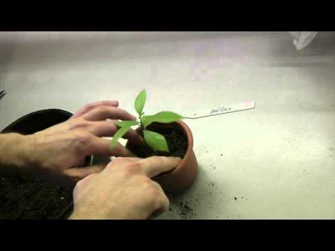 Видео: Пересадка сеянца плюмерии