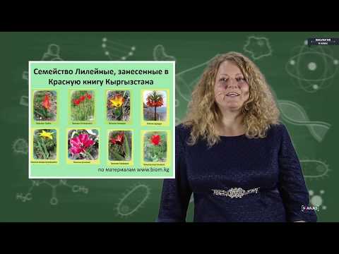 Видео: Биология - 6 класс - Однодольные  Семейство Лилейные