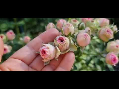 Видео: Маленька чарівниця Мімі Еден/Mimi Eden. Які троянди ще здивували.