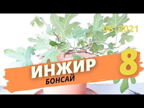 Видео: Очень сильная летняя обрезка кроны инжиров бонсай | Июнь 2021