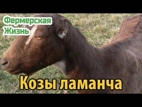 Видео: Козы ламанча