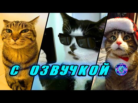 Видео: 🔥 САМАЯ смешная ПОДБОРКА ЖИВОТНЫХ 😂 - С ОЗВУЧКОЙ 😲 СМЕШНЫЕ КОТИКИ 🤪 СМЕХ ДО СЛЁЗ ☺️ СМЕШНЫЕ ЖИВОТНЫЕ