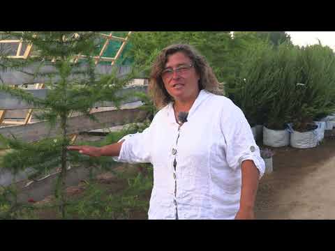 Видео: "Репейник" июль. Розарии, природный цветник и прочие садовые эксперименты.