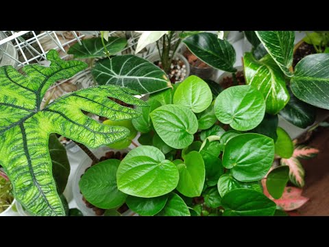 Видео: Почему перевожу растения в керамзит☀️💧🍊 Ответы на Ваши вопросы🤔🌿🌿🌿
