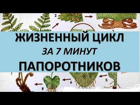 Видео: ЖИЗНЕННЫЙ ЦИКЛ ПАПОРОТНИКОВ ЗА 7 МИНУТ (+ задания из ЕГЭ)