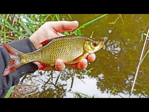 Видео: Мормышинг, нано джиг. Учусь мормышить. Ловля белой рыбы.