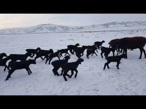 Видео: Гиссары Узбекистана. ФХ Шамс-Шароф-Нур". Анвар Рустемов +77017224679(ватцап)