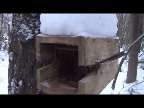 Видео: Проверка капканов на снегоходе.