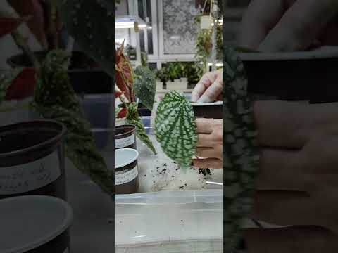 Видео: БЕГОНИИ КЕЙН. Черенкую, укореняю, сажаю. ☘️🌿☘️🌿#комнатныерастения #кейнбегония #бегонии #растения