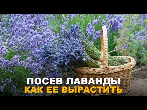 Видео: САМЫЙ ПРОСТОЙ СПОСОБ ВЫРАСТИТЬ ЛАВАНДУ. Посев лаванды под зиму.