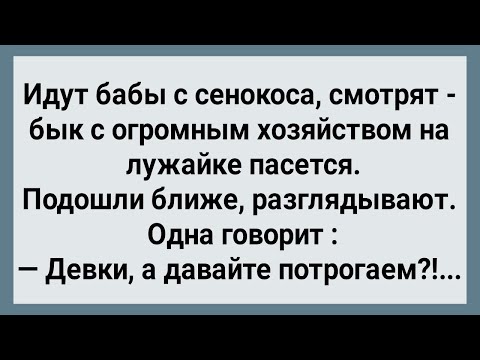 Видео: Как Бабы в Поле На Быка Напали! Сборник Свежих Анекдотов! Юмор!