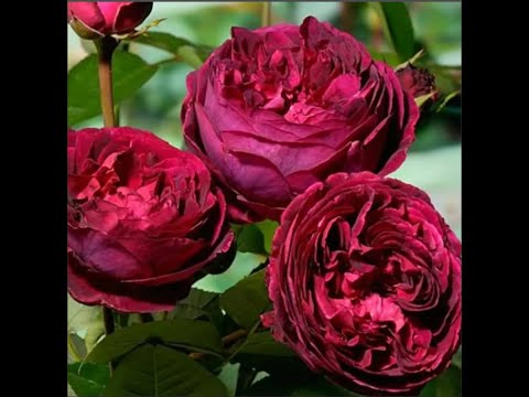 Видео: Роза Фальстаф (Falstaff). Роза Остина. Что в имени твоем?! Часть 53.