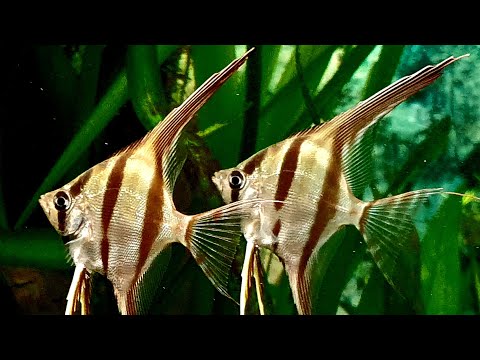 Видео: Альтум Скаляр Altum Rio Orinoco