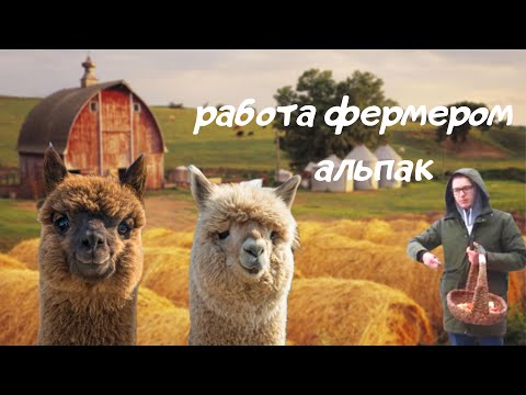 Видео: Ферма альпак. Фермер из города. Московские альпака