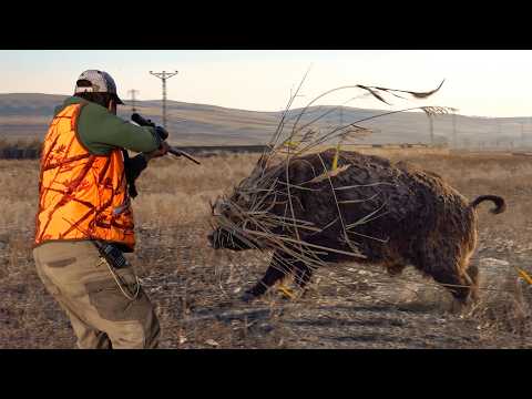 Видео: НАПАДЕНИЕ ГИГАНТСКОГО МОНСТРА-КАБАНА: Эпичные Охоты & Невероятные Выстрелы!