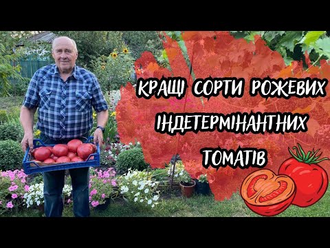 Видео: Кращі сорти рожевих індетермінантних томатів
