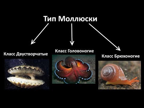 Видео: 9.2 Моллюски - разнообразие  (7 класс) - биология, подготовка к ЕГЭ и ОГЭ 2019