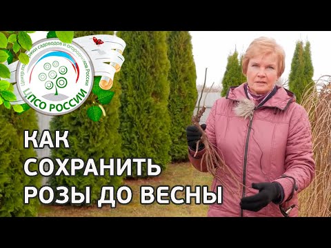 Видео: Саженцы роз. Как сохранить саженцы розы до посадки.