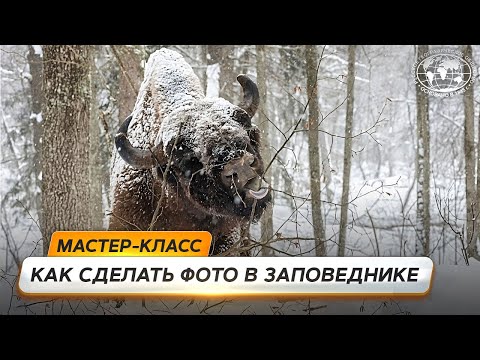 Видео: Как фотографировать животных в заповедниках| @Русское географическое общество