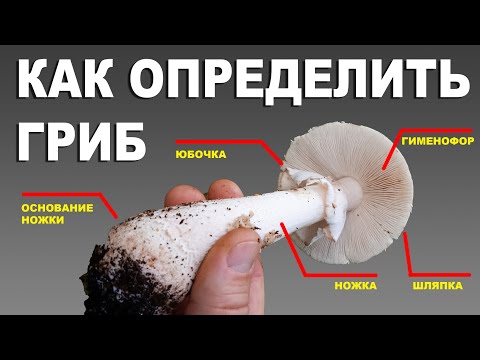 Видео: Как ОПРЕДЕЛИТЬ ГРИБ новичку. Все нюансы, тонкости, советы