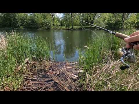 Видео: Река Битюг. Шишовка.
