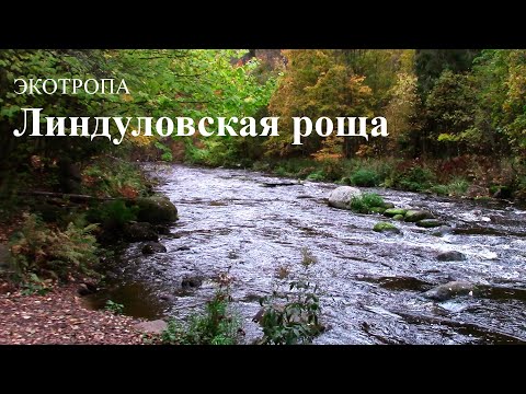 Видео: Живописная прогулка по экотропе. Линдуловская роща