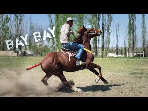 Видео: БАЙ БАЙ ОТНИ ТЕЗЛИ.100% МУРОДЖОНДА БЕК ОТ.. ULOQ CHOPMASA QAYTARSIN DEDI.(Mus Tv)(OT).продаю лошады.