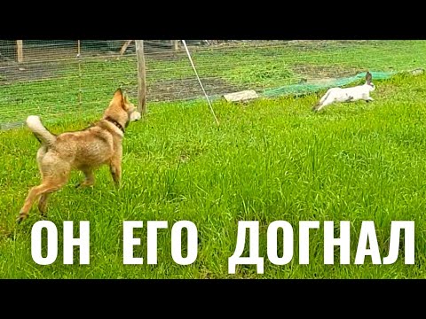 Видео: БАРС ПОЙМАЛ КРОЛИКА.   НАГЛЫЙ ШЕРШЕНЬ. КОСИМ,КРАСИМ...