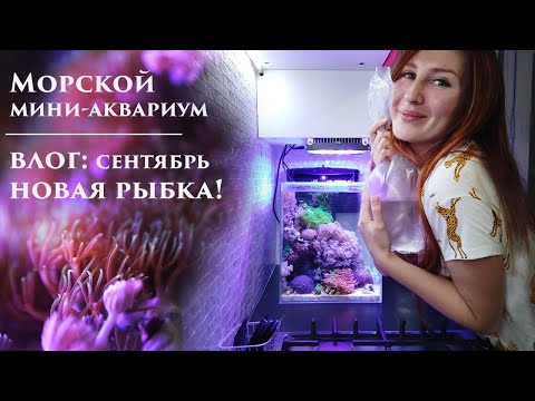 Видео: Море 30л влог: Новая рыбка! Снова про добавки. Фито и зоо планктон.