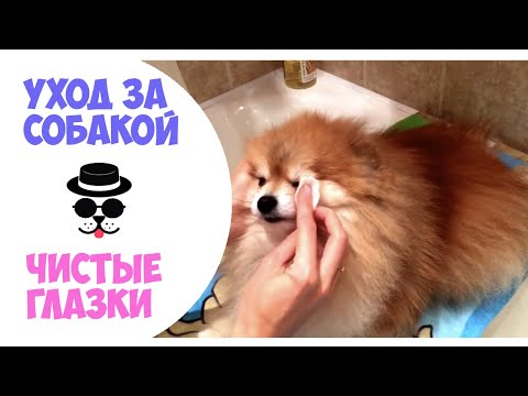 Видео: Как очистить глаза собаке.Уход за Шпицем