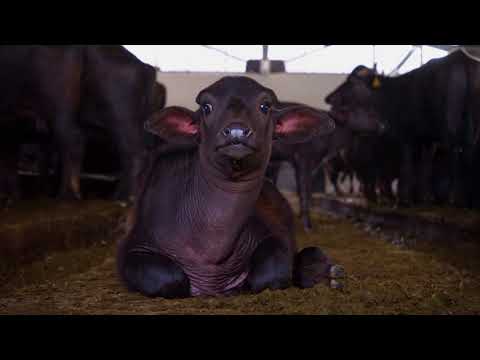 Видео: Ферма за биволи - /Църногорски манастир/