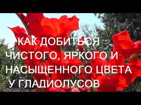 Видео: 🌷 Подготовка луковиц гладиолусов к посадке. Как получить Чистый Цвет у Гладиолусов.