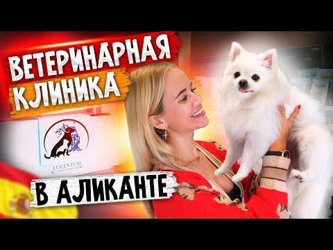 Видео: Ветеринарная клиника в Аликанте. Обзор изнутри. Жизнь домашних животных в Испании