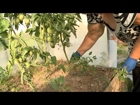 Видео: Пасынкование томатов, борьба с сорняками, картофель, чеснок