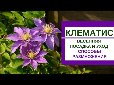 Видео: КЛЕМАТИСЫ - весенняя посадка,  уход и размножение