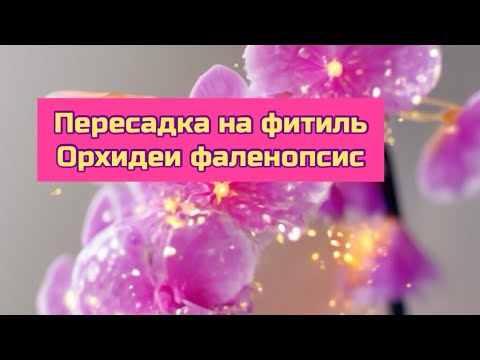 Видео: Пересадка из закрытой системы на фитиль, биг лип Пандора #orchid #plants #фаленопсис #phal 
