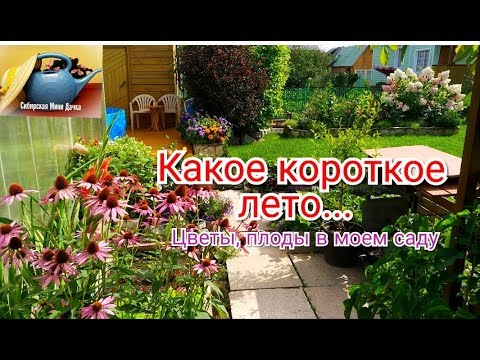 Видео: КАКОЕ КОРОТКОЕ ЛЕТО Цветы, плоды в моём саду