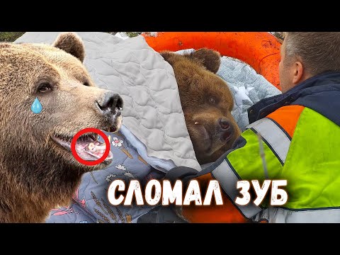 Видео: Спасение Мансуркиного отломанного клыка🦷🐻 @wildnaturehospital2844