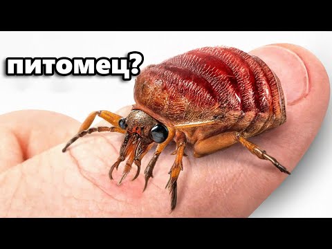 Видео: Я Завёл Питомцев Клопов (да, правда)
